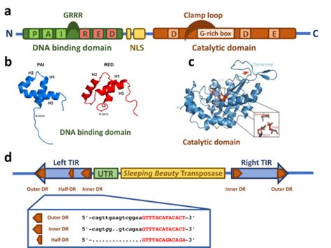 Sleeping Beauty Transposon System | Encyclopedia MDPI