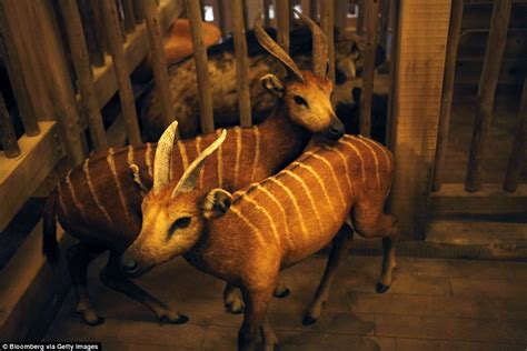 Kentucky ark attraction adding biblical truth exhibit | Daily Mail Online