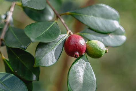 Strawberry Guava Care: How To Grow A Strawberry Guava Plant