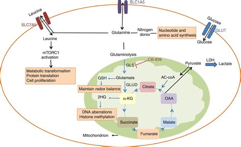 Altered glutamine metabolism in breast cancer; subtype dependencies and alternative adaptations ...