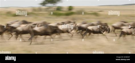 Herd of wildebeest running during the wildebeest migration, Masai ...