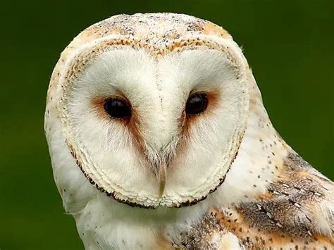 Barn Owl Facts For Kids | Barn Owl Diet & Habitat