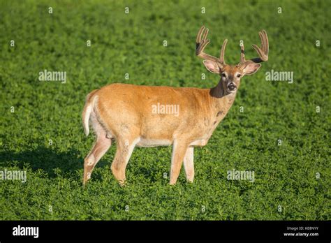 Whitetail buck during summer with antlers in velvet Stock Photo - Alamy