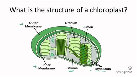 4.1.1 What is the structure of a chloroplast - YouTube