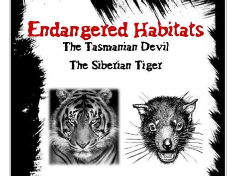 Threatened Habitats the Tasmanian Devil and the Siberian Tiger | Teaching Resources