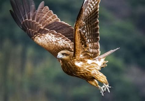 今日のことわざは、『鳶が鷹を産む』の意味、由来、類義語、対義語、使い方、英語表現などを徹底解説！