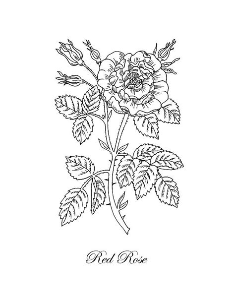 Tea Rose Botanical Drawing Black And White Drawing by Irina Sztukowski