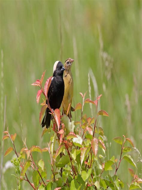 Rice Bird | John James Audubon's Birds of America