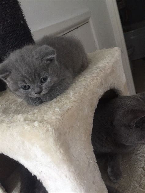 British Shorthair blue kittens | in Quinton, West Midlands | Gumtree