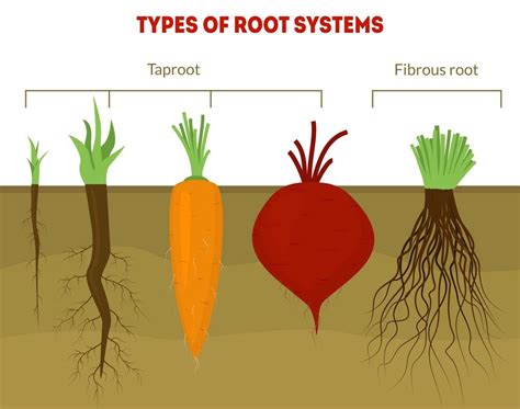 Is it possible for you to find out whether a plant has taproot or ...