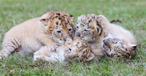 See The ONLY Known White "Liger" Cubs, And They Are Adorable!