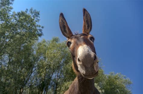 L'asino (Equus africanus asinus)