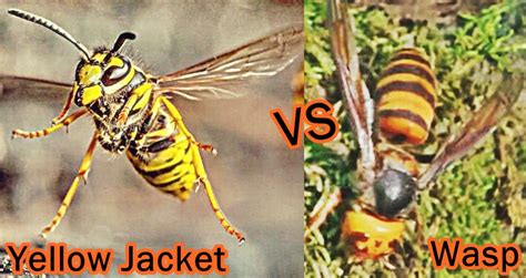 Hornet Vs Wasp Vs Yellow Jacket - All You Need Infos