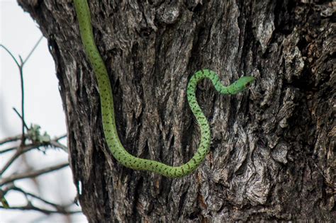 Spotted Bush Snake - Wildlife Vagabond