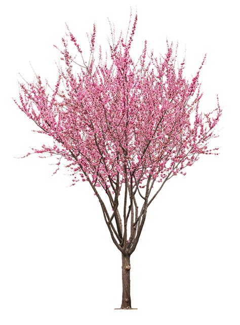 Best peach tree varieties - Guzman's Garden Centers