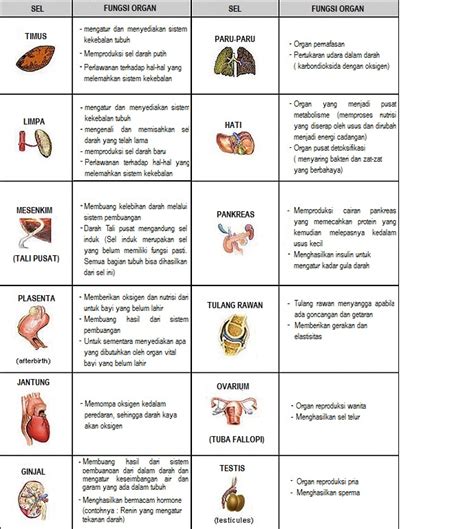 Gambar Organ Tubuh Beserta Fungsinya Blog Kesehatan Anda | Free Nude ...