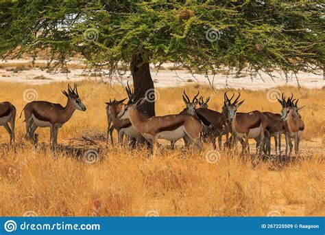 Springbok in Natural Habitat in Etosha National Park in Namibia Stock Image - Image of habitat ...