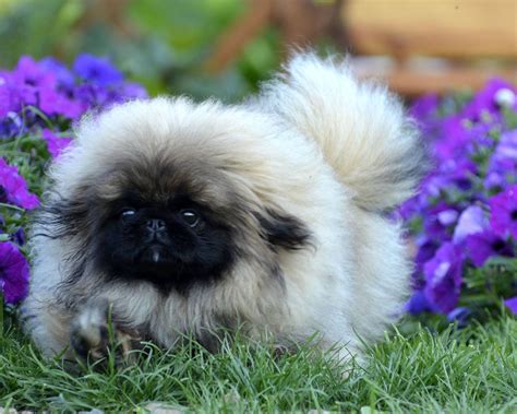 Too cute Peke puppy! | Pekingese dogs, Cute dog memes, Pekingese