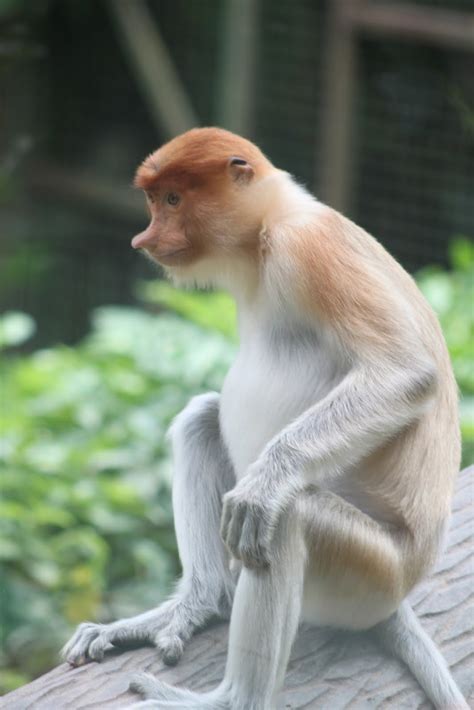 Life in Brunei: Lok Kawi Wildlife Park