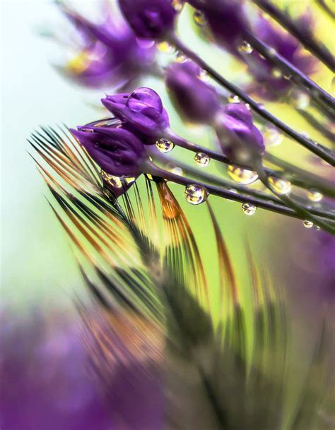 Purple Mist Photograph by Kenneth Haley - Fine Art America