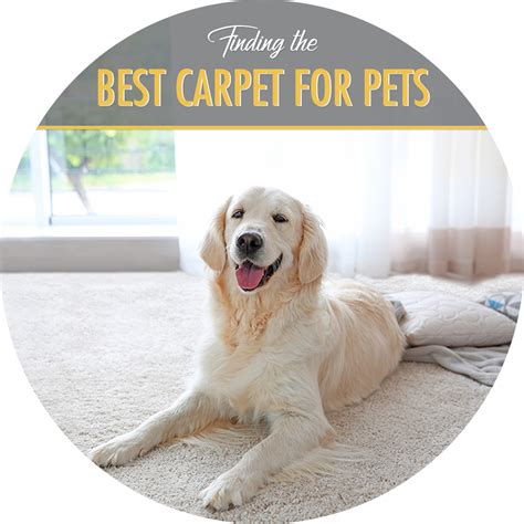 Finding the Best Carpet for Pets