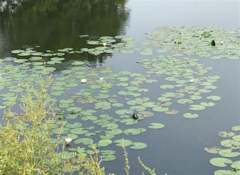 Perumbakkam Lake, Mambakkam Road, Perumbakkam, Chennai, Tamil Nadu, 600100