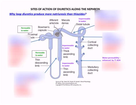 Furosemide Mechanism Of Action