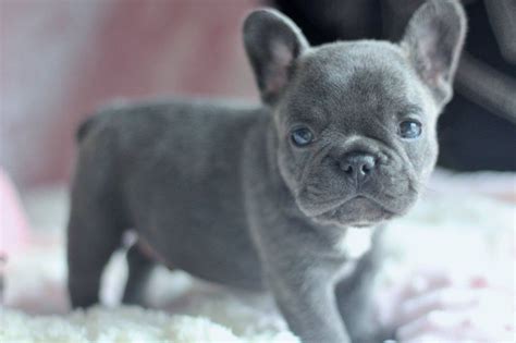 French Bulldog Puppies For Sale | Pennsylvania Plaza, New York, NY #272122