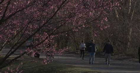 Cherry blossoms blooming in Central Park - CBS New York