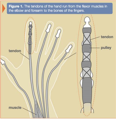 Primary Tendon Repair of the Hand Flexor (Thumb, Index) Each (Flexor ...