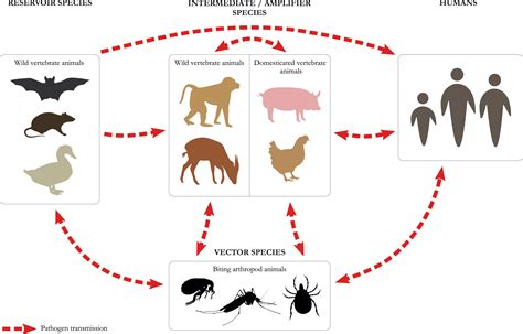 Rabies Transmission Cycle