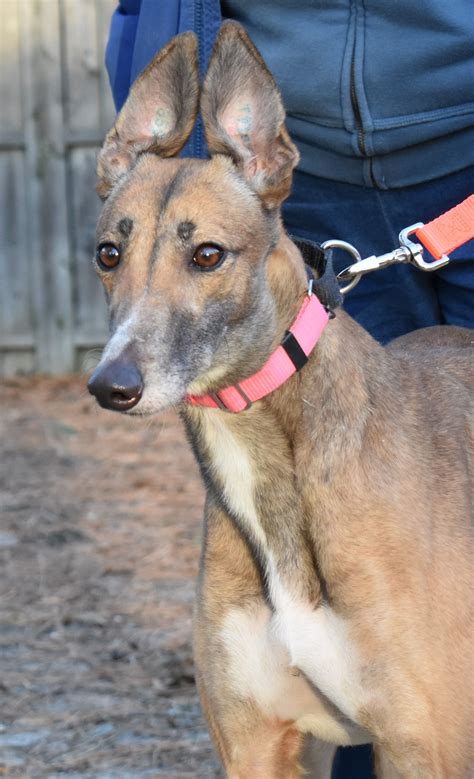 Greyhound dog for Adoption in Cherry Hill, NJ. ADN-804890 on PuppyFinder.com Gender: Female. Age ...