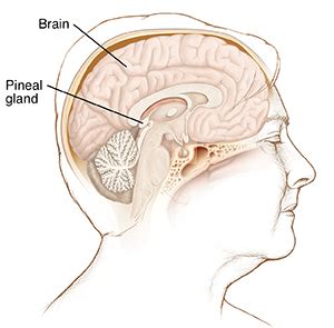 Pineal Gland: Anatomy, Location, And Function, 45% OFF