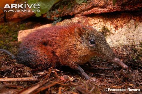 Grey faced sengi - Alchetron, The Free Social Encyclopedia