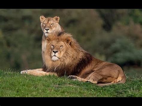 Lion VS Lioness, Mysore Zoo Mysore Tourism - YouTube