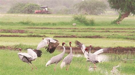 Four more birds found dead in Sukhna Lake, CWW Dalai says five found dead in last two days were ...