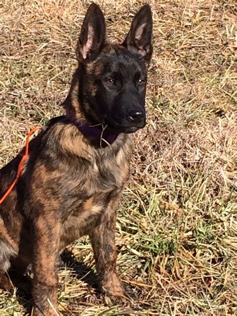 Dutch Shepherd puppy “ trooper” 4 months old | Shepherd puppies, Dutch shepherd puppy, Puppies