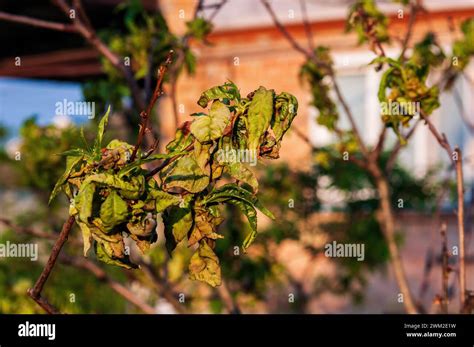 Peach leaf curl. Fungal disease of peaches tree. Taphrina deformans. Peach tree fungus disease ...