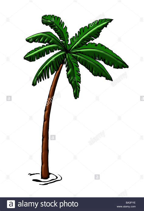 Coconut Palm Tree Drawing at GetDrawings | Free download