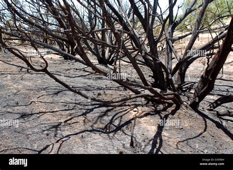 Brush fire damage Stock Photo - Alamy