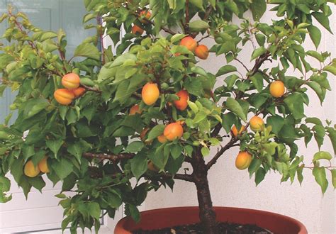 Best fruit trees for small gardens | Thompson & Morgan