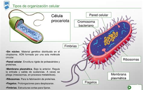 LA CELULA - Mind Map