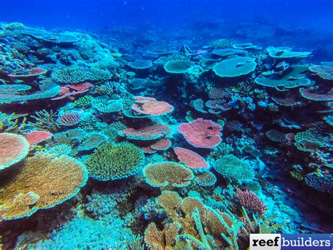 Estimates Place Half a TRILLION Corals in the Pacific Ocean | Reef ...