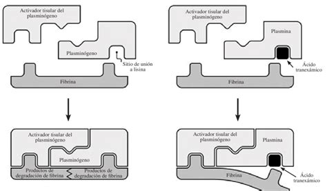 Mecanismo de acción del ácido tranexámico. | Download Scientific Diagram