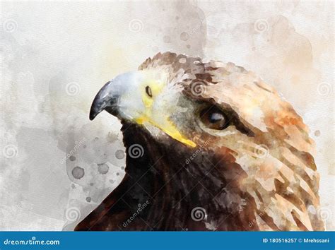 Watercolor Painting Illustration of Golden Eagle Portrait Stock ...