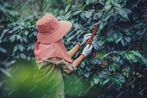 Premium Photo | Female workers working in a coffee plantation ...