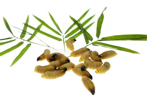 Red palm weevil larvae stock photo. Image of leaves - 139637006