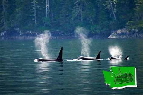 [VIDEO] See 3 Orca Pod with Baby Spotted Off the Washington Coast