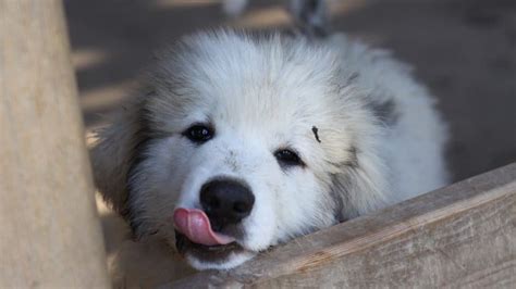 Great Pyrenees Puppies: Are These Gentle Giants RIght For You?