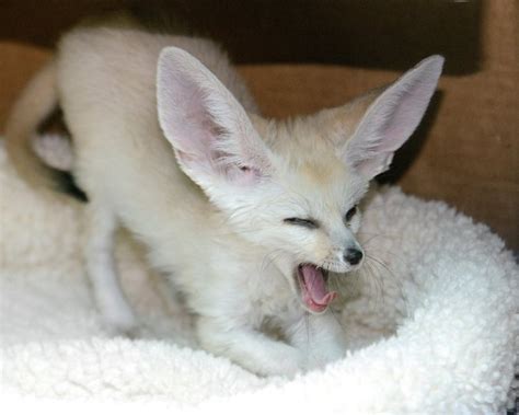 White Fennec Fox Baby